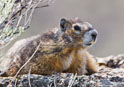 Marmota flaviventris